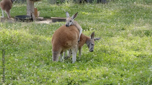 Two Kangaroos Playing Australia Zoo