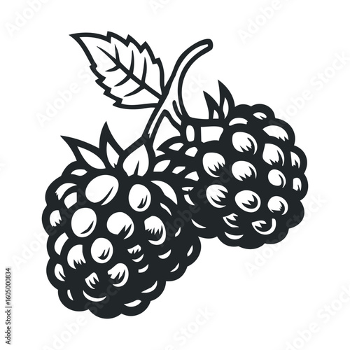 Black and white raspberry illustration with detailed leaf design