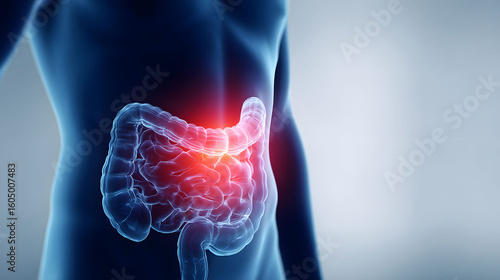 Human Digestive System Anatomy Illustration Red And Blue 3D Rendering