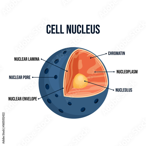 Detailed vector cross-section diagram of a cell nucleus structure anatomy with labelled parts, including nucleolus, chromatin, and nuclear envelope Eukaryotic biology illustration for educational use
