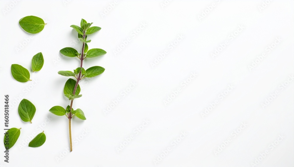 Obraz premium Fresh oregano herb sprigs and leaves arranged artistically on a clean white background