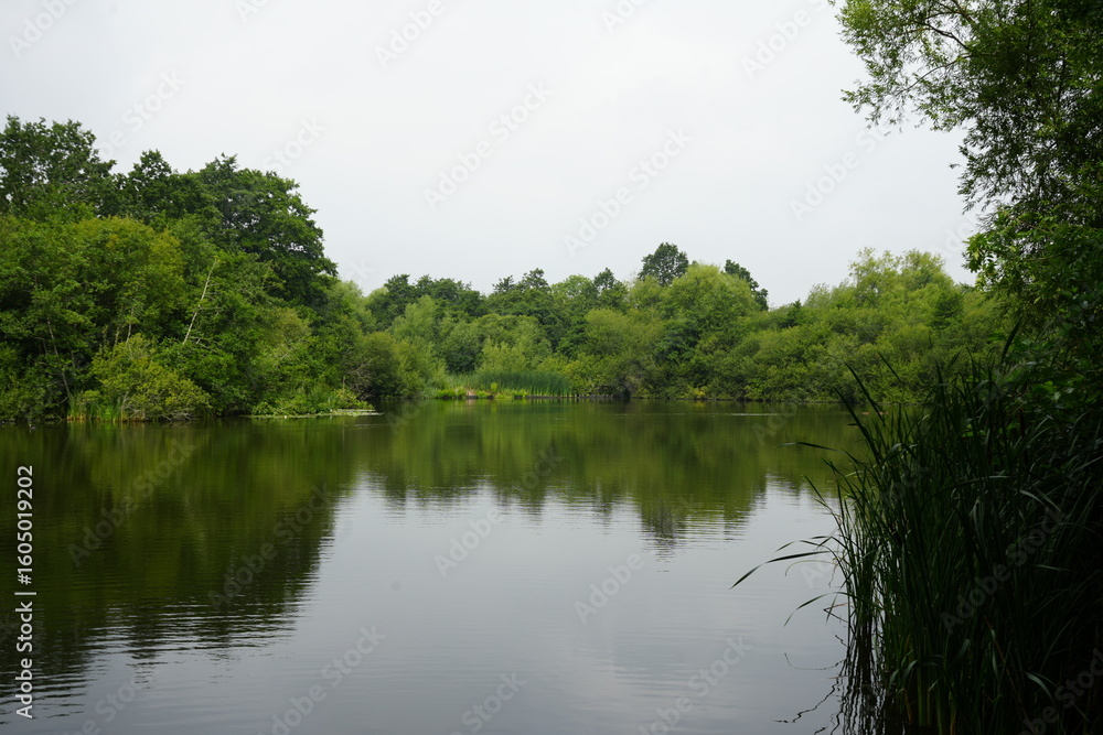 Tranquil lake reflections and lush greenery at Martins Pond, Nottingham, England offering a serene natural landscape view. Tranquil lake reflections and lush greenery at Martins Pond, Nottingham, England offering a serene natural landscape view.