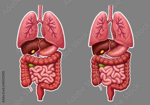 Detailed Illustration of Human Digestive and Respiratory Systems.