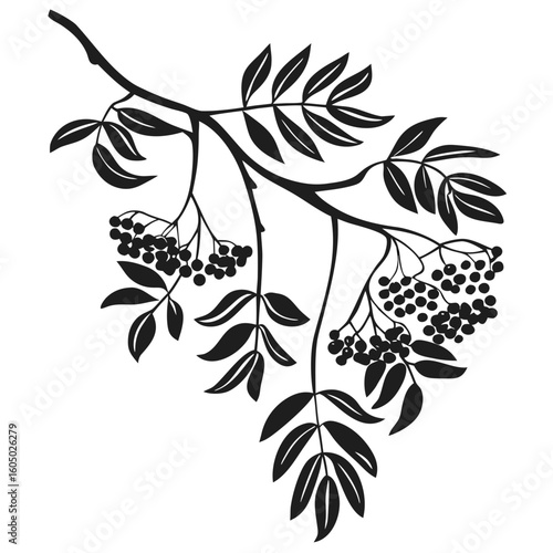 Elderberry Plant Care Guide
