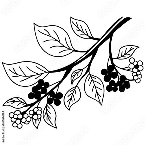 Elderberry Plant Care Guide