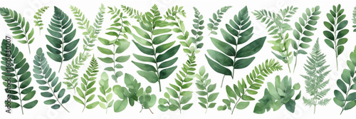 Vector designer elements set collection of green forest fern, tropical green eucalyptus greenery art foliage natural leaves herbs in watercolor style. Decorative beauty elegant illustration for design