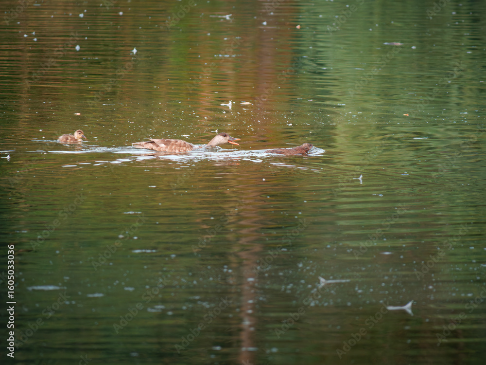 Fototapeta premium Bird in the lake