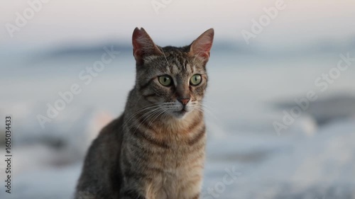 Cat footage with sea background. Cat sit on the stone with beautiful view.