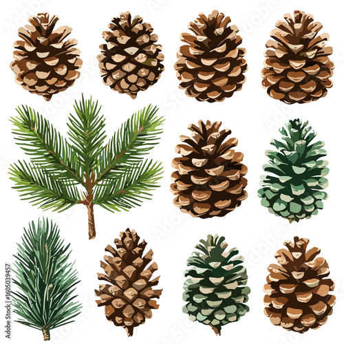 Watercolor pine cones and conifer branches illustration on white