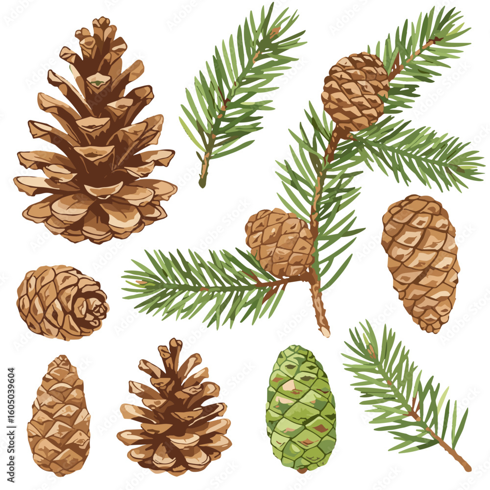 Obraz premium Watercolor pine cones and conifer branches illustration on white