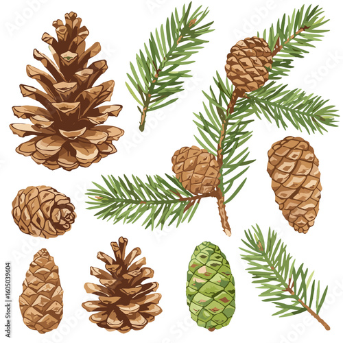 Watercolor pine cones and conifer branches illustration on white