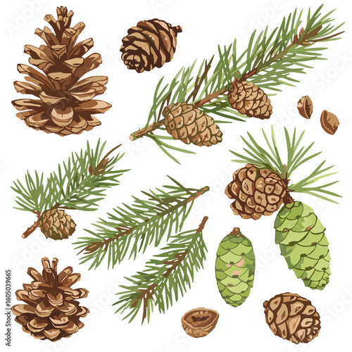 Watercolor pine cones and conifer branches illustration on white