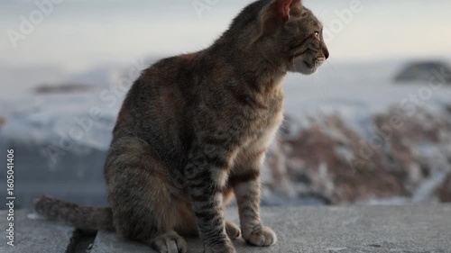 Cat footage with sea background. Cat sit on the stone with beautiful view.
