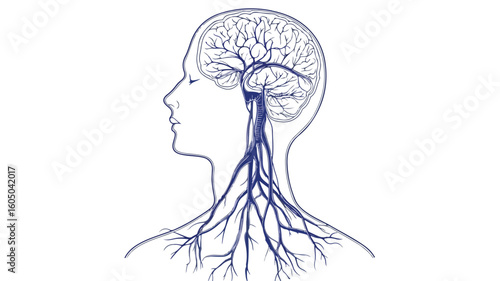 Human Vein Vessel Silhouette Vector Symbol Icon D