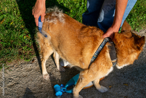 Bilde på lerret Pet owner using a deshedding tool to remove loose undercoat from a dog during shedding season