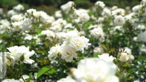 White Rose Garden