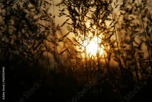 Sunset on a Meadow
