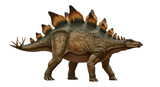 Isolated stegosaurus dinosaur jurassic period herbivore animal prehistoric creature illustration full body view