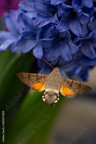 Hummingbird Hawk-Moth Feeding on Blue Hyacinth Flower