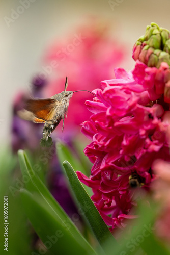 Hummingbird Hawk-Moth Feeding on Pink Hyacinth Flower
