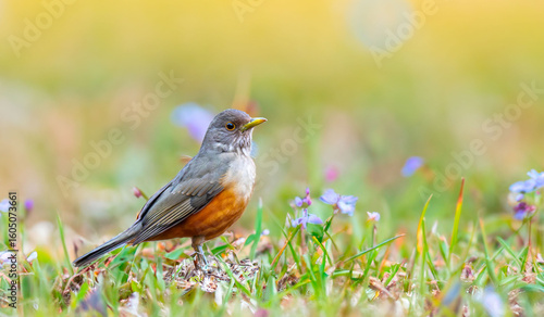 Purple-breasted Thrush (Turdus rufiventris), a bird symbol of Brazil, captured in natural light that highlights its vibrant colors. Perfect photo.Sabiá laranjeira.