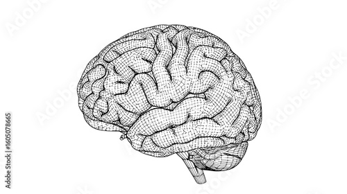 Wireframe illustration of a human brain isolated on white background