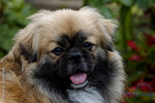 Portrait of a Tibetan Spaniel dog
