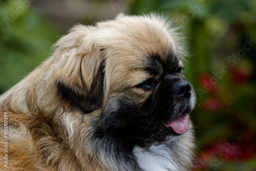 Portrait of a Tibetan Spaniel dog