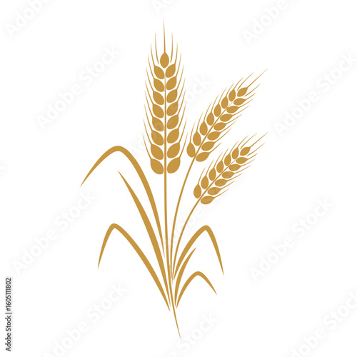 Golden wheat stalks illustration symbolizing agriculture harvest and natural food production on a clean white background