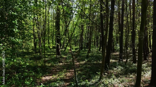 Wallpaper Mural Exploring beautiful wildlife forest scenic nature landscape. Roaming peaceful woodland filled with rich greenery. Discovering tranquil natural environment surrounded by tall trees Torontodigital.ca