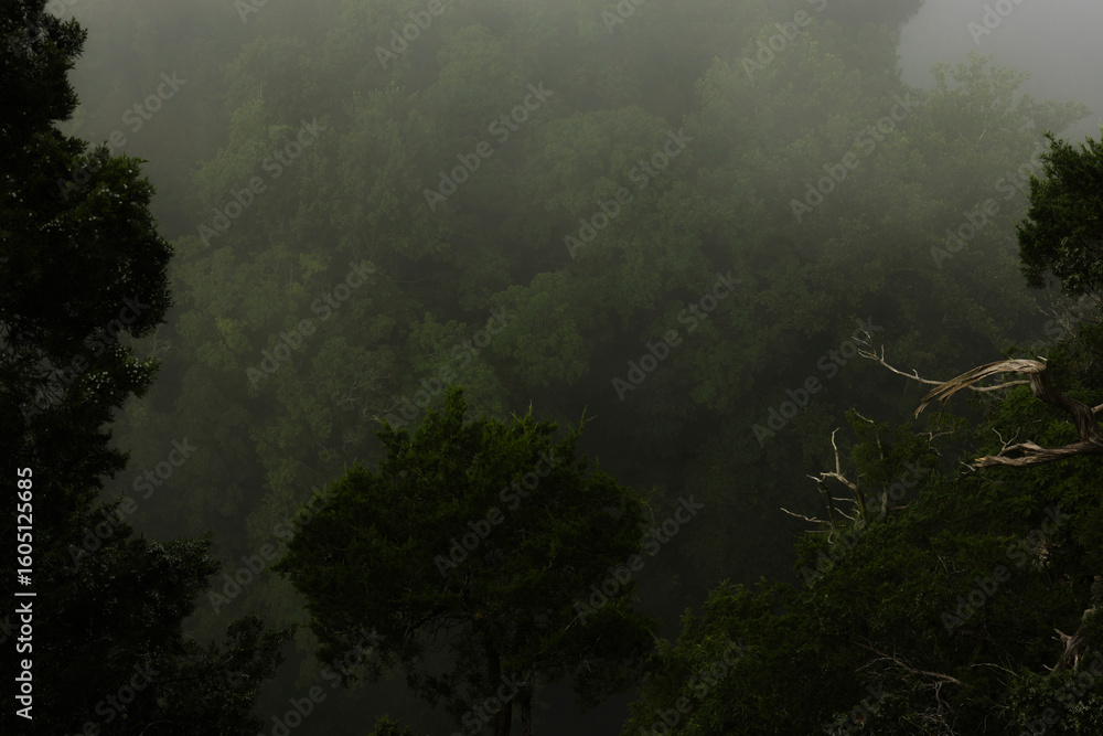 Obraz premium forest overhead
