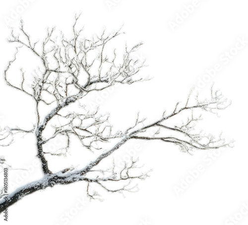 Wallpaper Mural PNG Snow frost weather nature gray. Torontodigital.ca