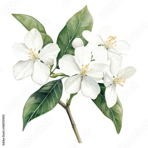 Watercolor jasmine blossom branch illustration for elegant botanical decor