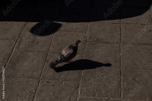 Urban Wildlife: A Pigeon's Shadow