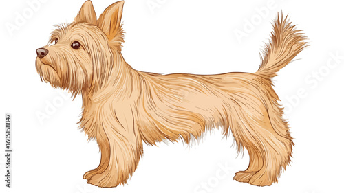 Professional Australian Terrier Vector Illustration Isolated on White Background