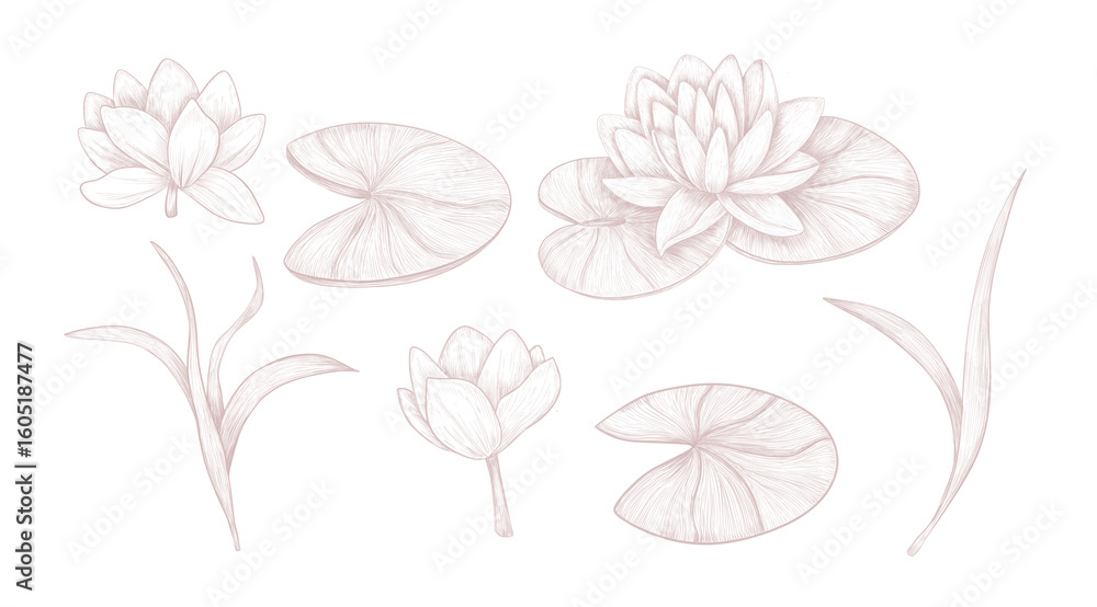 Obraz premium Water Lily Set. Botanical Line Art.Beautiful hand-drawn collection in soft pastel tones. This botanical set includes lotus flowers, lily pads, and leaves, perfect for elegant wedding, spa branding