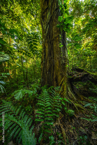 A towering kapok tree in the Amazon rainforest, surrounded by dense greenery and smaller plant species