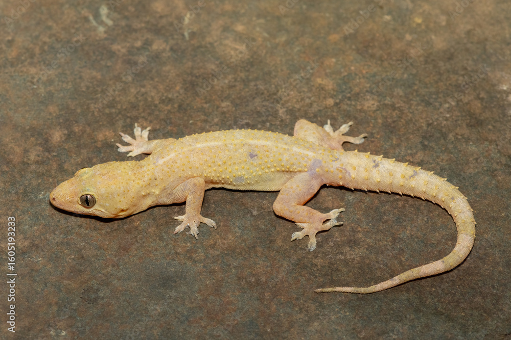 Fototapeta premium Close-up of a cute Tropical House Gecko (Hemidactylus mabouia), also called the Cosmopolitan House Gecko, on a rock in KwaZulu-Natal, South Africa