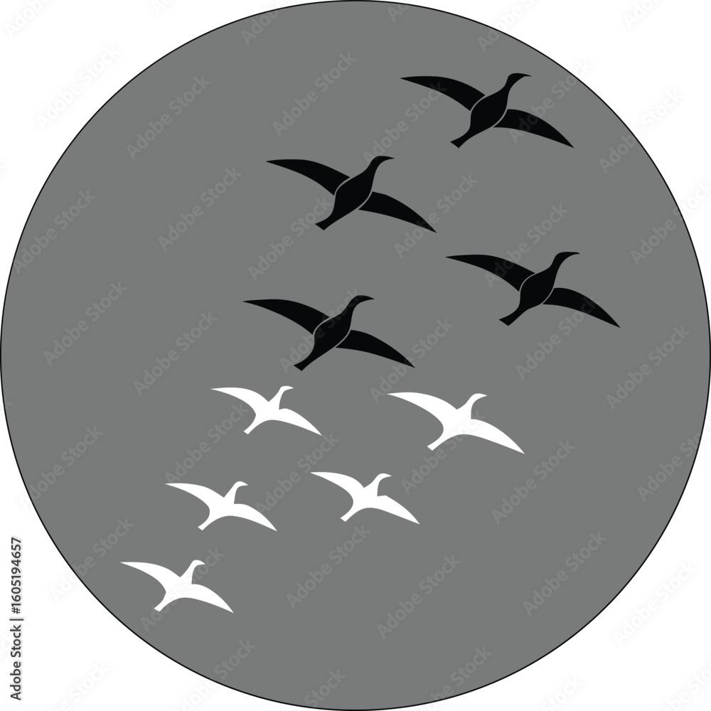 Naklejka premium Flock of black and white birds flying in a circle against a grey background migration