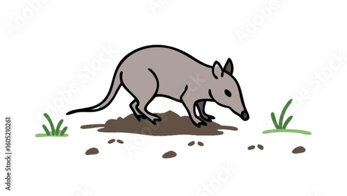 Explore bandicoot foraging habits illustration for wildlife education and animal conservation awareness campaign