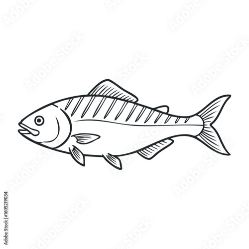 Black and white outline drawing of a salmon fish with detailed line work. Vector illustration