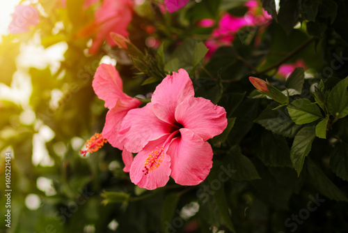 A bright pink hibiscus blooms amidst the dense greenery, bathed in the warm rays of the setting sun