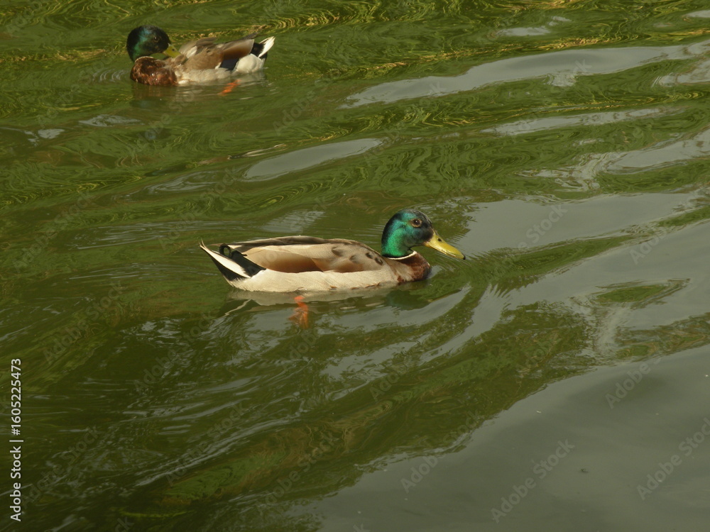 Obraz premium kaczki