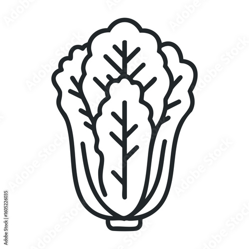 Black and white napa cabbage icon or kimchi ingredient outline illustration. Vector illustration