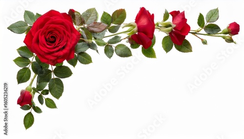 romantic rose vine corner design element