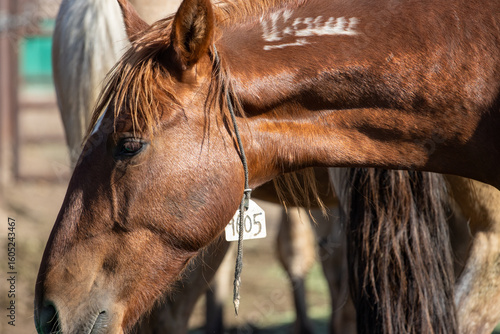 Up close wild horse portrait with brand
