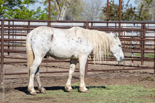 white wild horse in holding