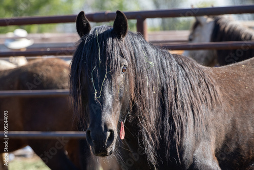 Portrait of wild horse in holding