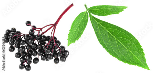 Sambucus - fresh black berries of elder with leaves isolated on a white background. Healing berries.