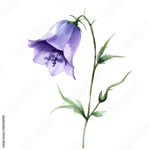 My Watercolor hand-painted a Bellflower flower branch painting illustration isolated on a white background, vector illustration, AI painting design, EPS format design. vector
